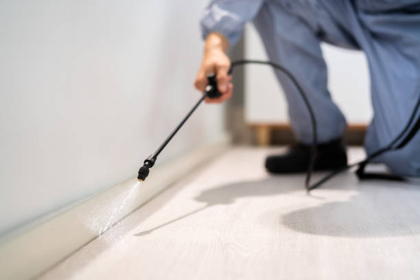 Flea Control Services in World Golf Village, FL