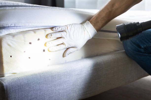 Best Wasp Removal Services  in World Golf Village, FL
