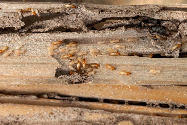 Spider Control Near Me in World Golf Village, FL